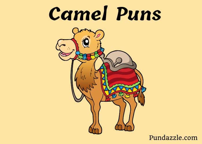 151 Hilarious Camel Puns To Make You Celebrate Hump Day