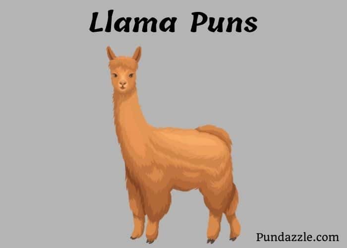 203 Hilarious Llama Puns And Jokes To Make You Laugh
